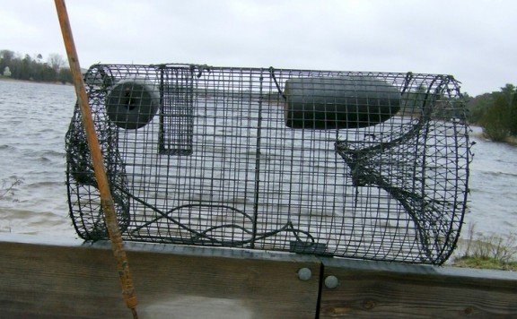Quarles Turtle Trap